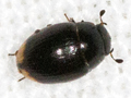 Cercyon ustulatus